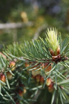 Pine shoots for cervical osteochondrosis tincture. 