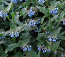 comfrey